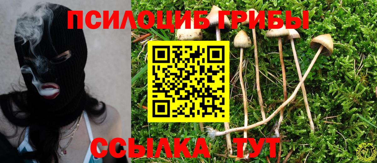 Шебекино  Галлюциногенные грибы Psilocybe  Вход с VPN 